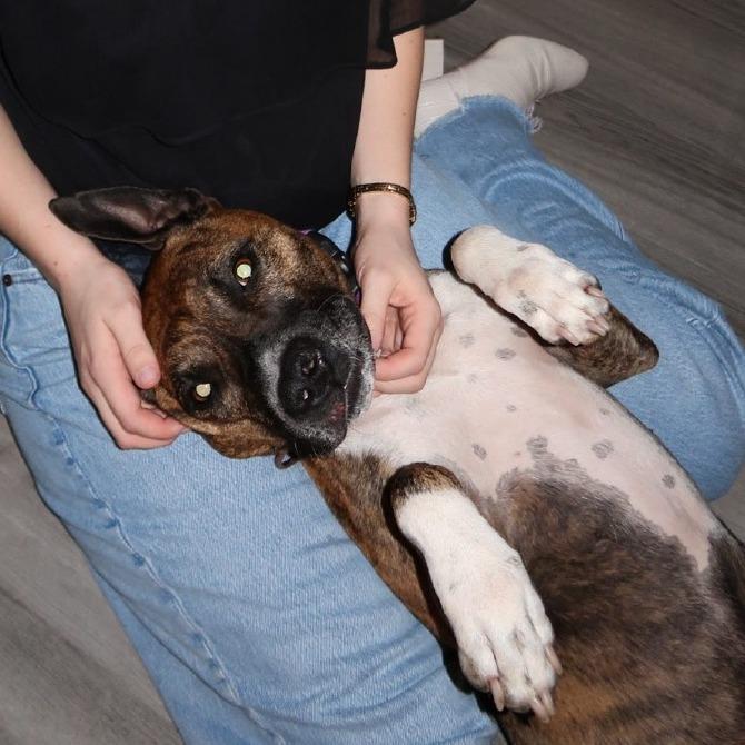 Enlarge Katy, a Adoptable mixed breed in Columbia, MO image 4/6