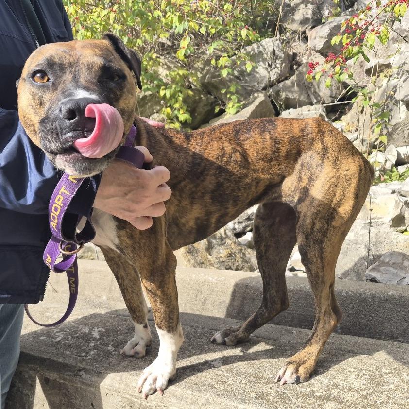 Enlarge Katy, a Adoptable mixed breed in Columbia, MO image 6/6