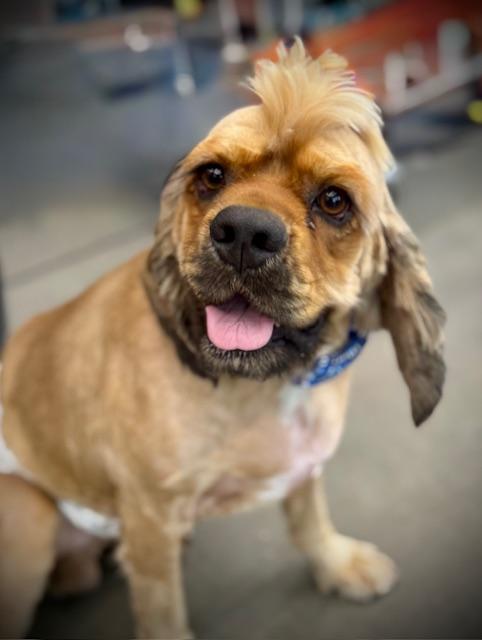 Castiel, Adopted, Young Male Cocker Spaniel.