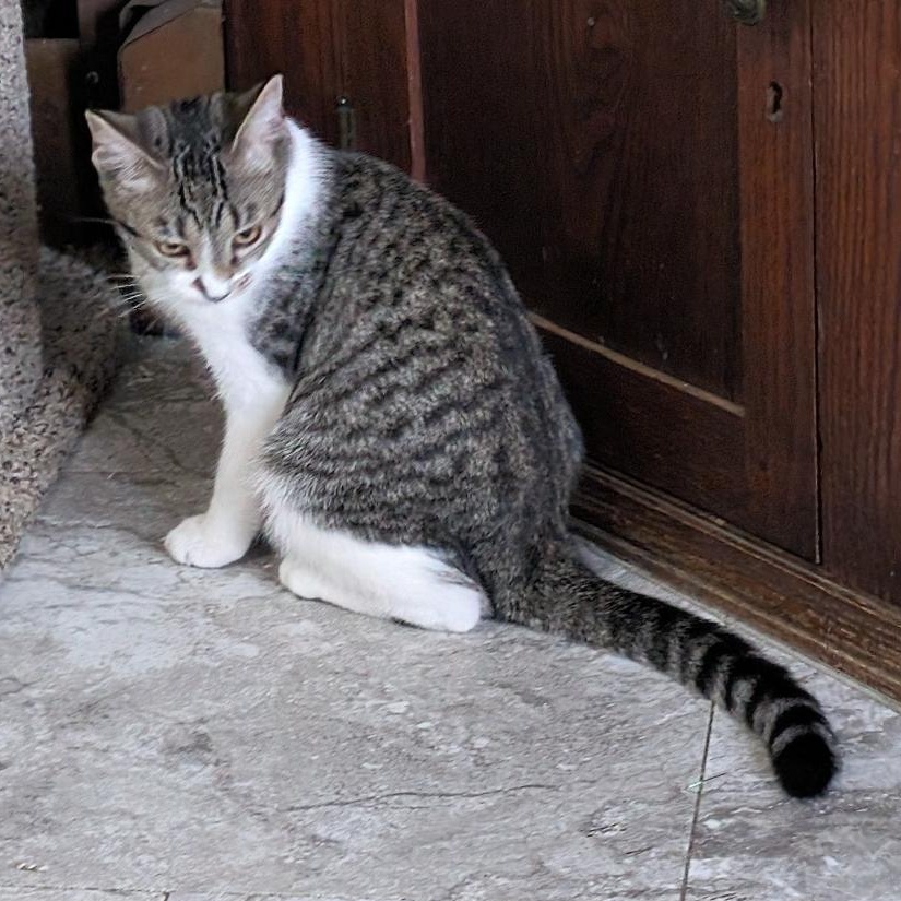 Enlarge Pretzel, a Adoptable Domestic Short Hair in Reisterstown, MD image 5/5