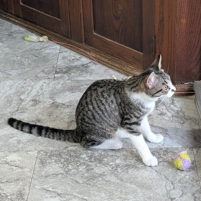 Enlarge Pretzel, a Adoptable Domestic Short Hair in Reisterstown, MD image 3/5