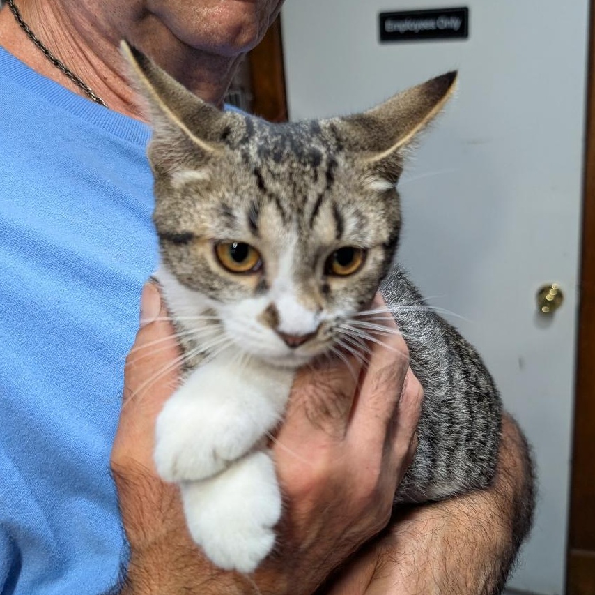 Enlarge Pretzel, a Adoptable Domestic Short Hair in Reisterstown, MD image 2/5