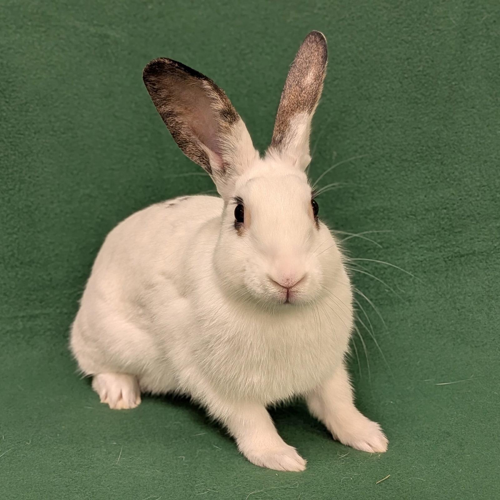 Oak, Adoptable, Young Male English Spot.