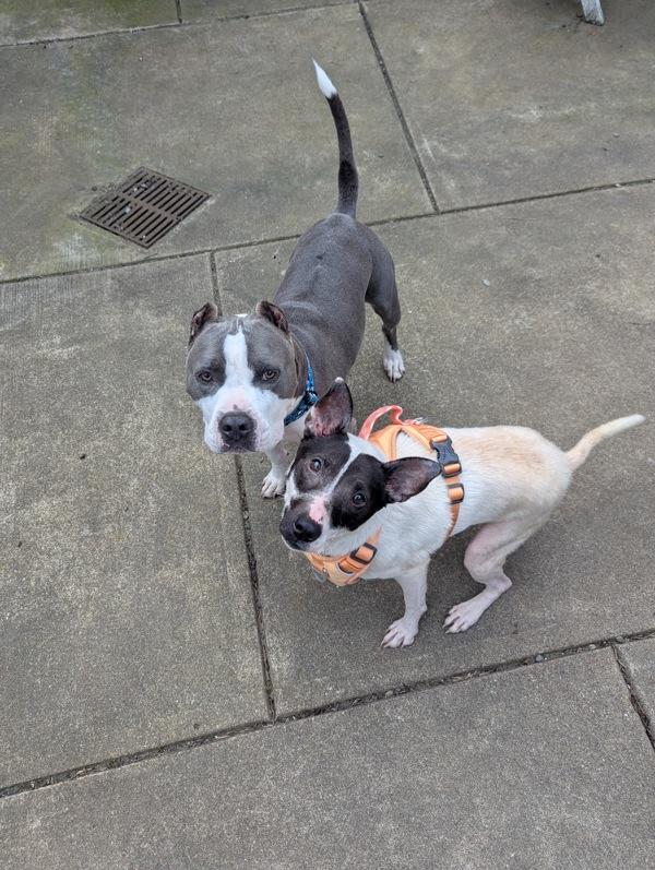 Periwinkle, Adoptable, Adult Female Mixed Breed.