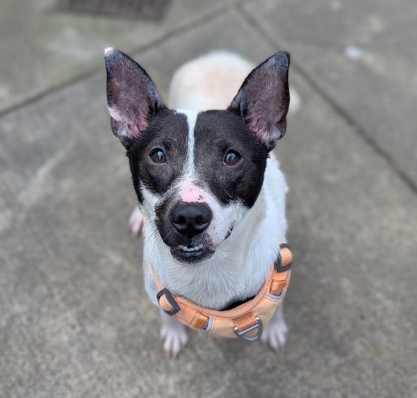 Enlarge Periwinkle, a Adoptable mixed breed in Santa Rosa, CA image 2/2
