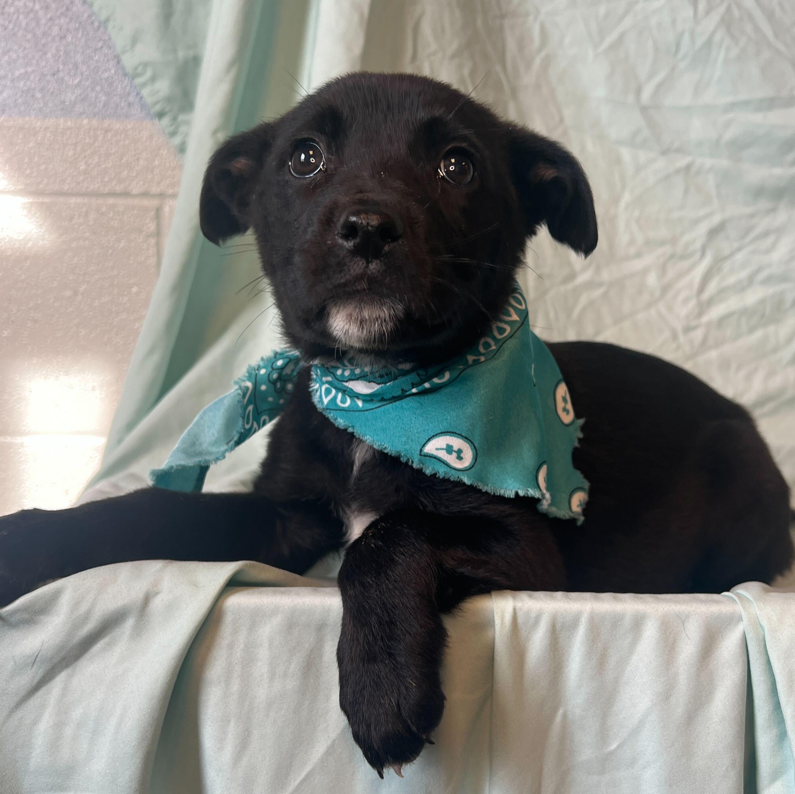 Dear, adoptable, Puppy Female Mixed Breed.