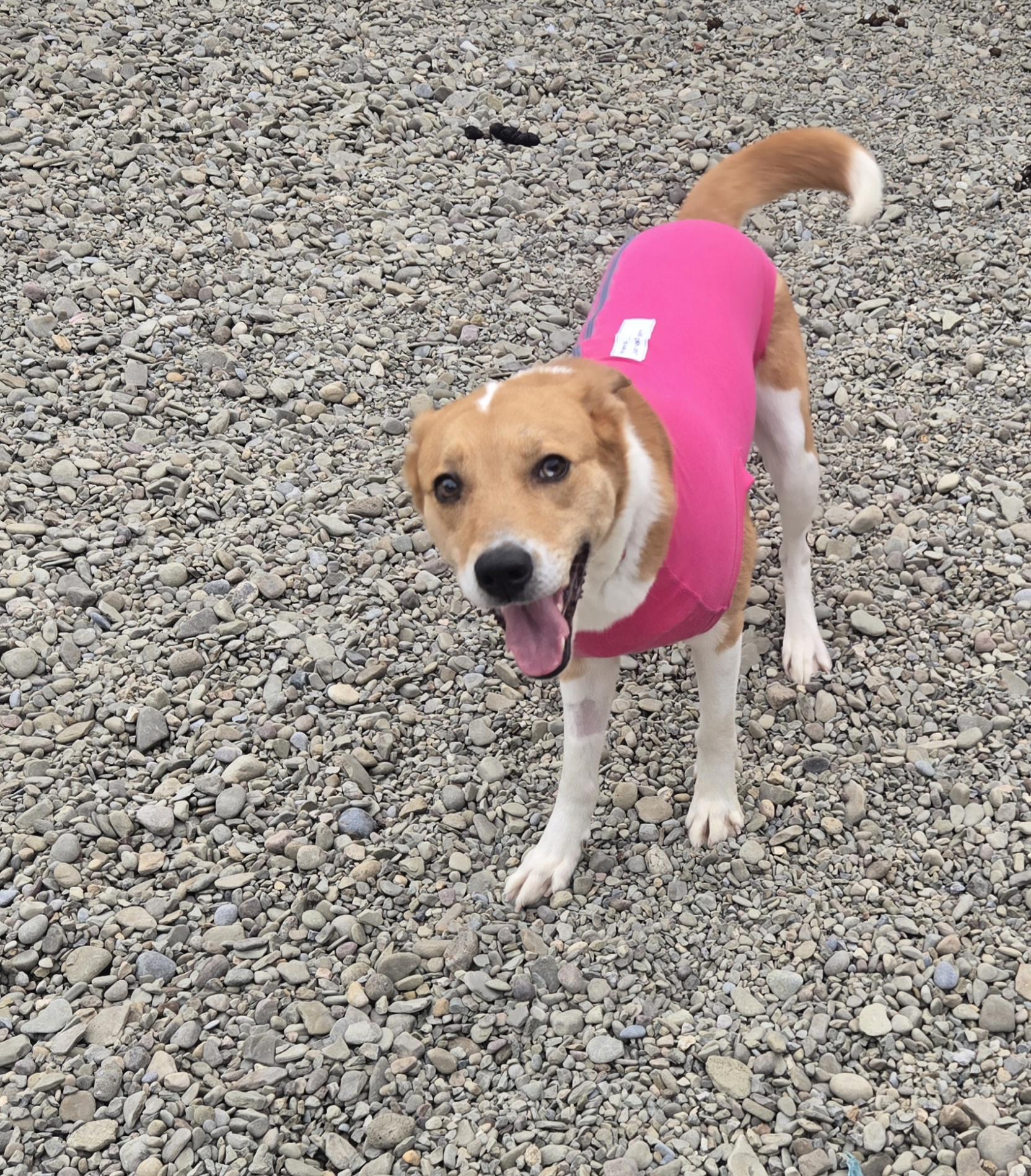 Enlarge Sandy, a Adoptable mixed breed in Cattaraugus, NY image 1/1