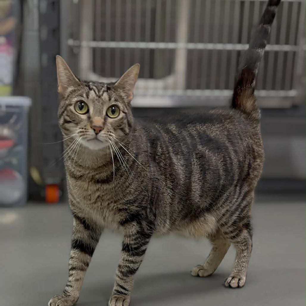 Enlarge Cleo, a Adoptable Domestic Short Hair in Walnut Cove, NC image 1/6