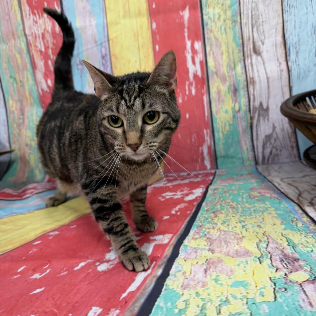 Enlarge Cleo, a Adoptable Domestic Short Hair in Walnut Cove, NC image 1/6