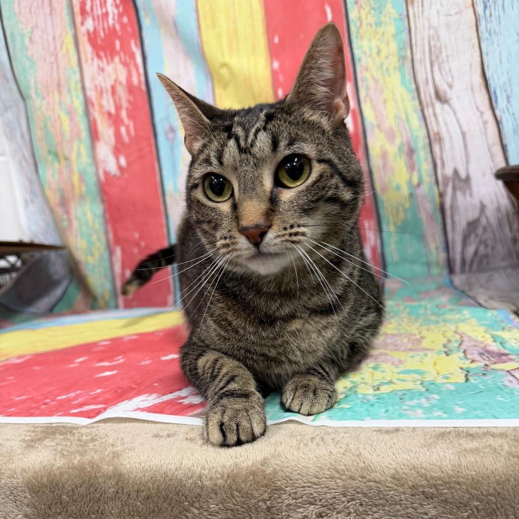 Enlarge Cleo, a Adoptable Domestic Short Hair in Walnut Cove, NC image 2/6