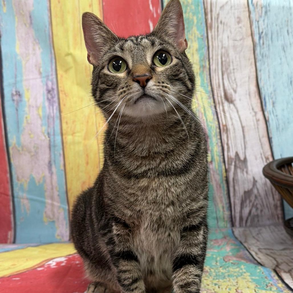 Enlarge Cleo, a Adoptable Domestic Short Hair in Walnut Cove, NC image 3/6