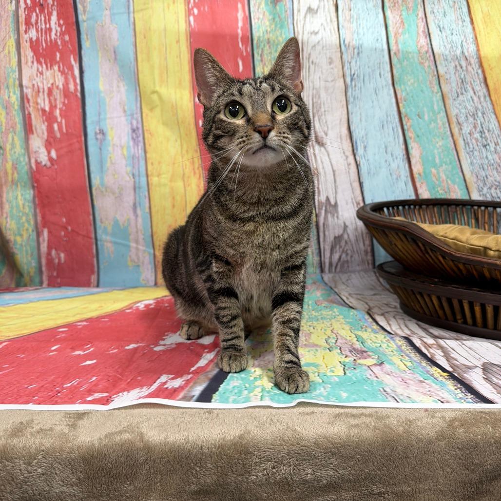 Enlarge Cleo, a Adoptable Domestic Short Hair in Walnut Cove, NC image 4/6