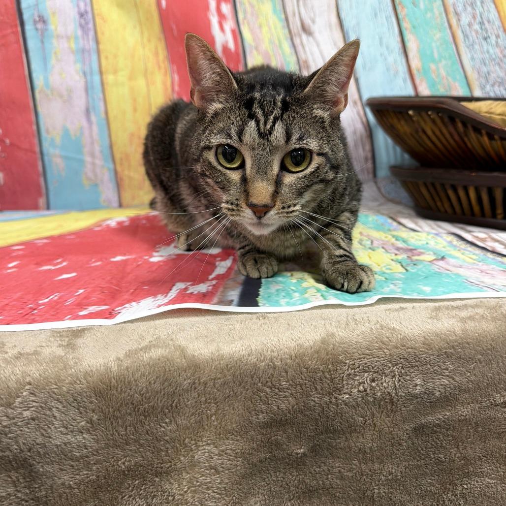 Enlarge Cleo, a Adoptable Domestic Short Hair in Walnut Cove, NC image 5/6