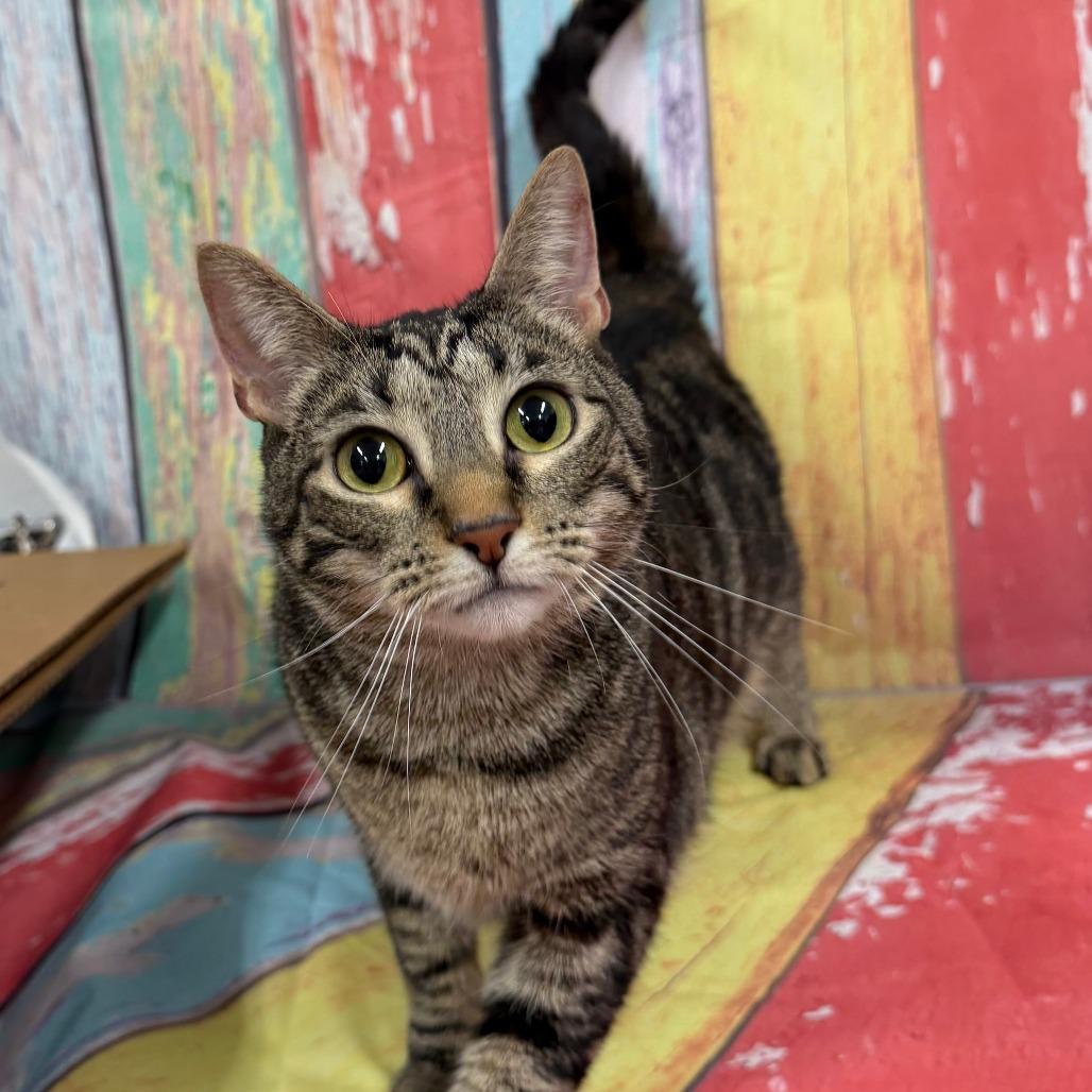 Enlarge Cleo, a Adoptable Domestic Short Hair in Walnut Cove, NC image 6/6