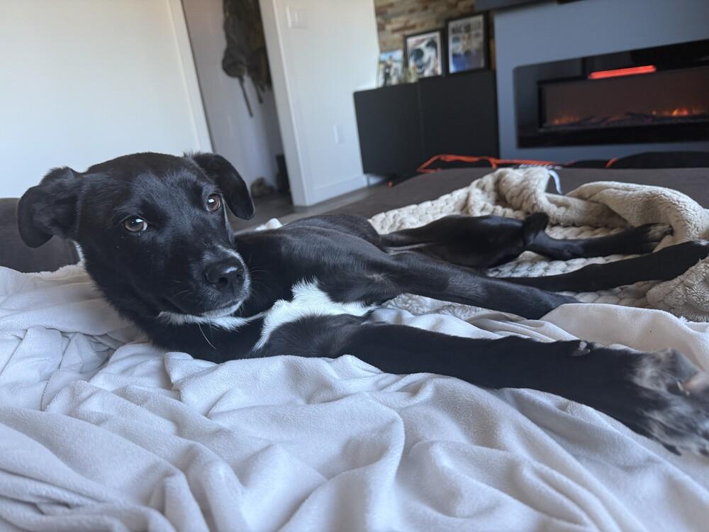 Pepper, Adoptable, Adult Female Labrador Retriever & Cattle Dog.