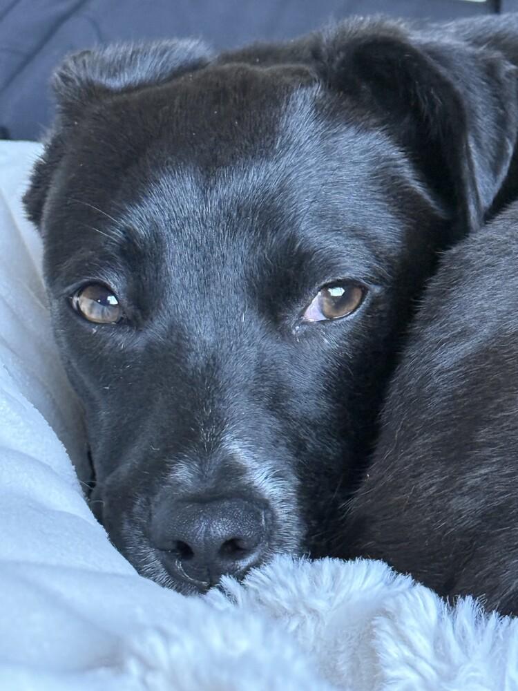 Enlarge Pepper, a Adoptable mixed breed in Denver, CO image 2/6