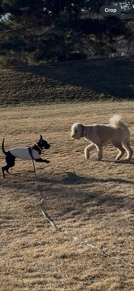 Enlarge Pepper, a Adoptable mixed breed in Denver, CO image 3/6
