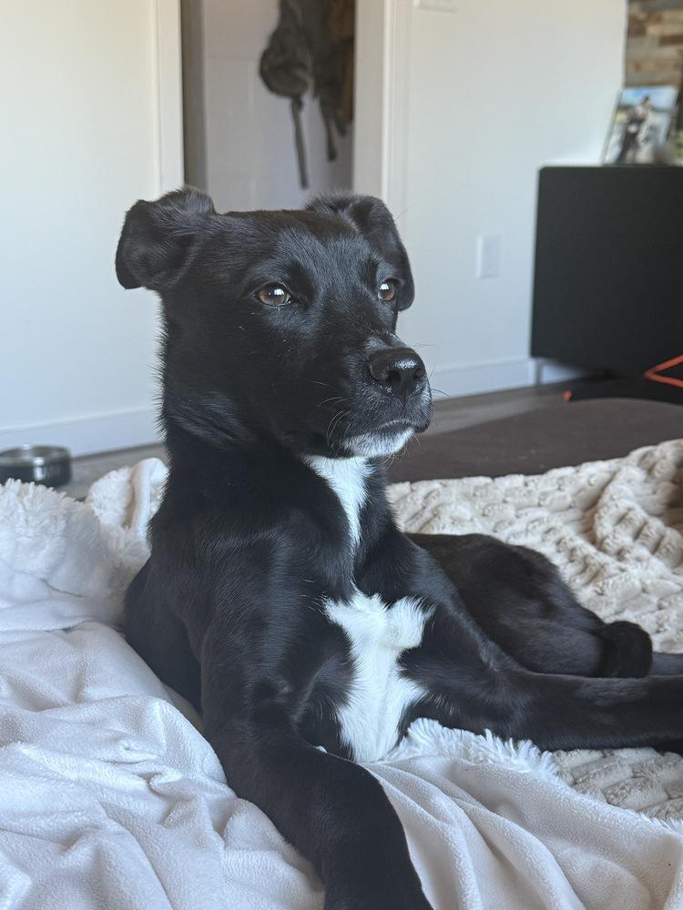 Enlarge Pepper, a Adoptable mixed breed in Denver, CO image 4/6