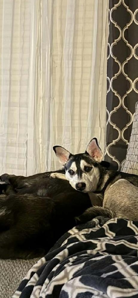 Stormy, Adoptable, Young Female Husky.