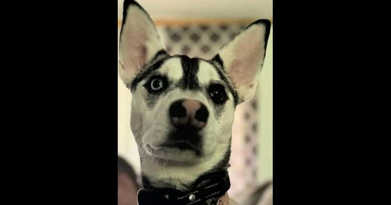 Enlarge Stormy, a Adoptable Husky in Bremen, OH image 2/2
