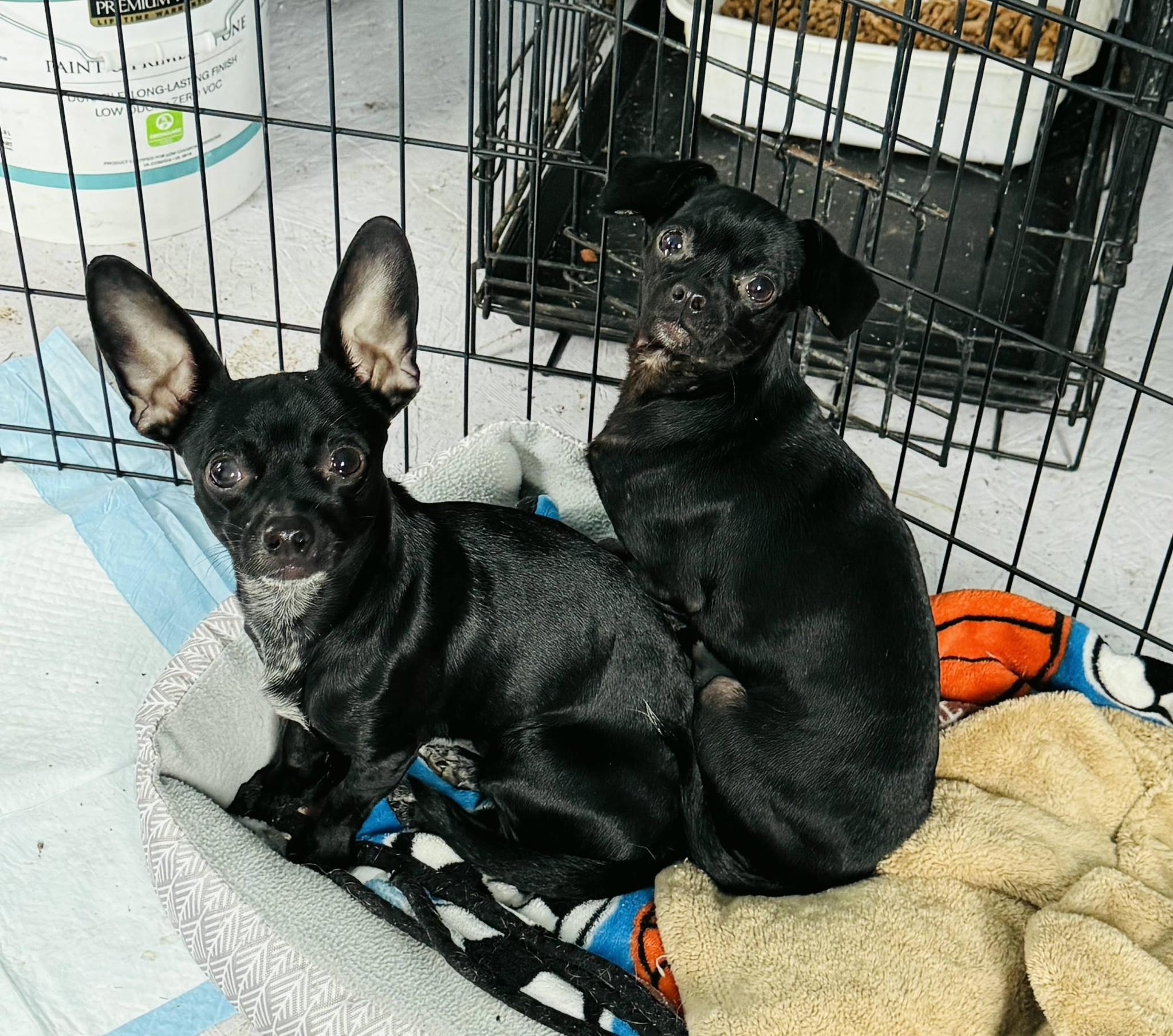 Enlarge CAMI, a ADOPTABLE Chiweenie in Cottonwood, CA image 2/3