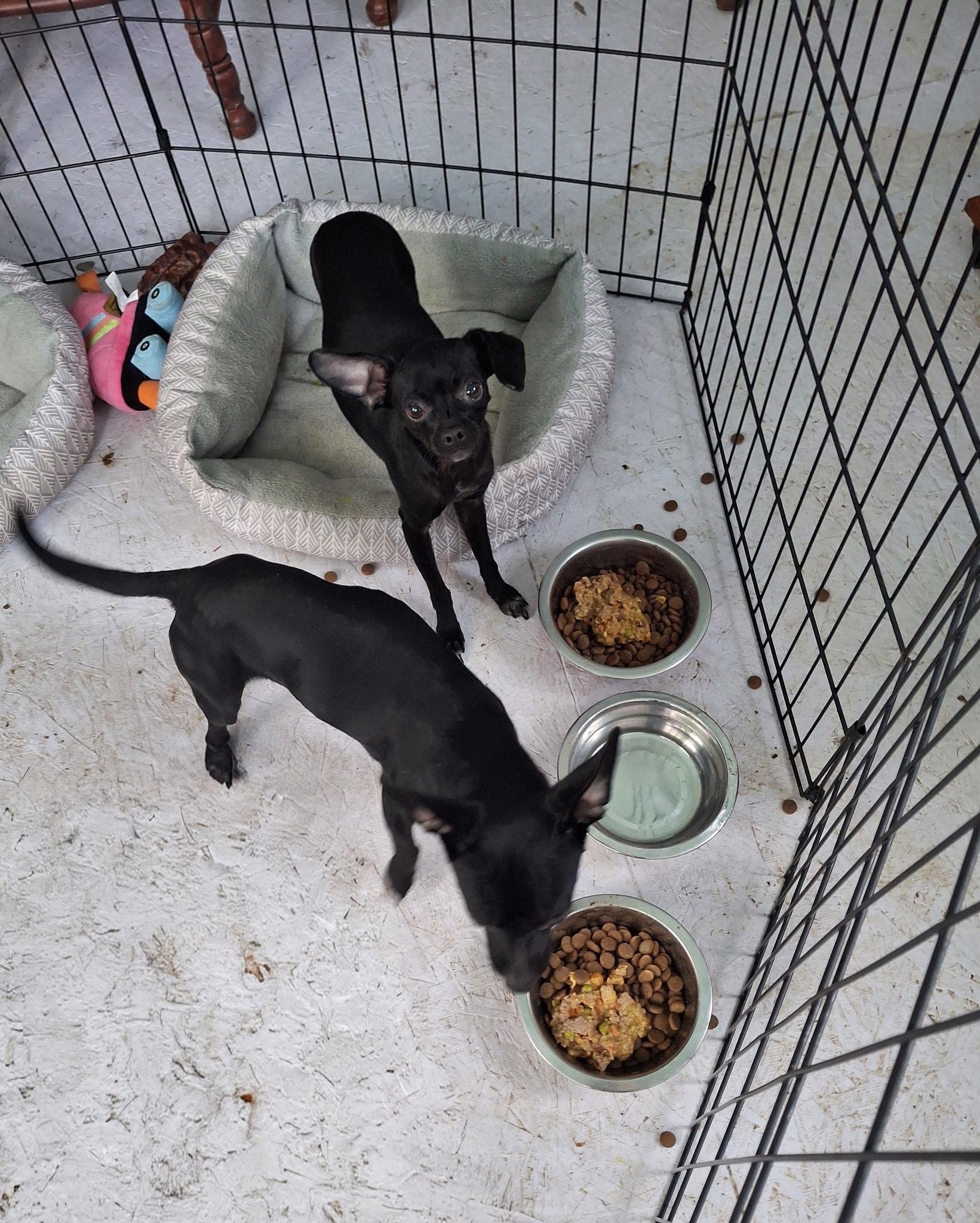 Enlarge CAMI, a ADOPTABLE Chiweenie in Cottonwood, CA image 3/3