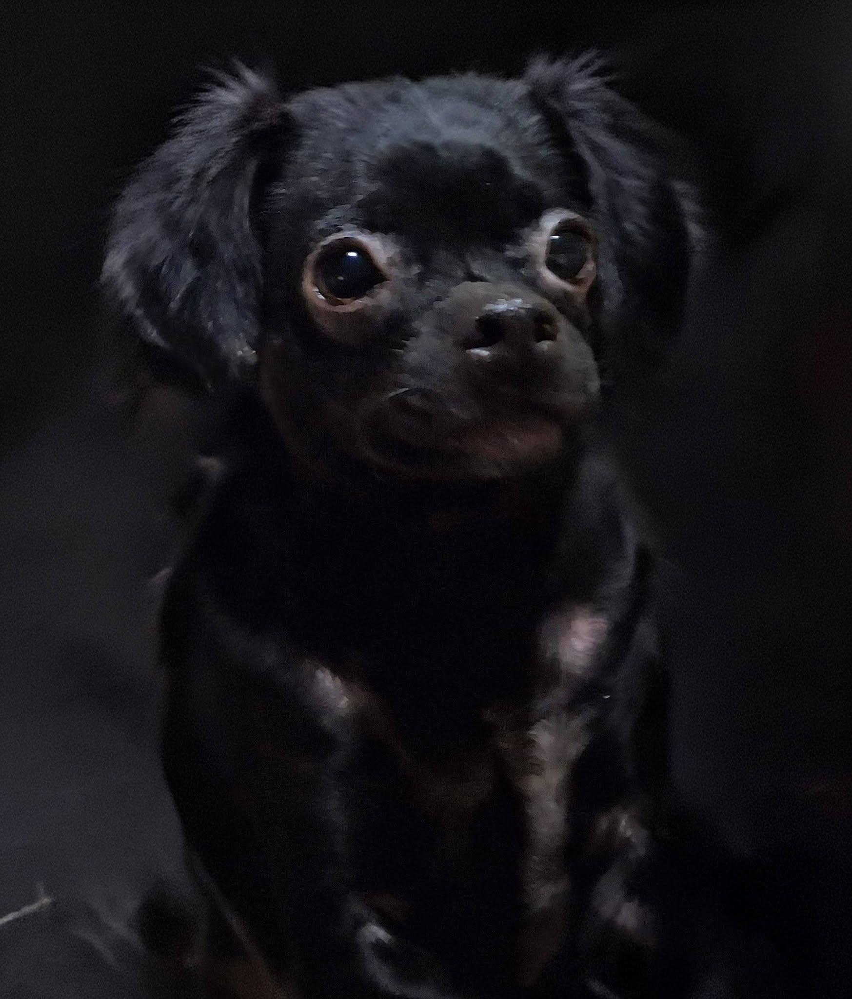 CAMI, Adoptable, Young Female Chiweenie.