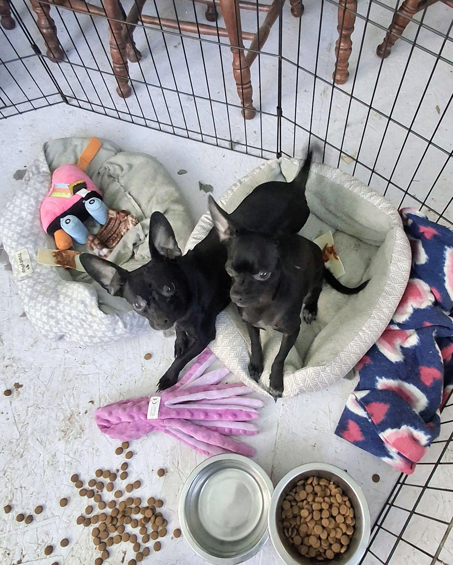Enlarge CAMI, a ADOPTABLE Chiweenie in Cottonwood, CA image 1/3