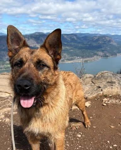 Natasha, a ADOPTABLE mixed breed in Battle Ground, WA image 2/3