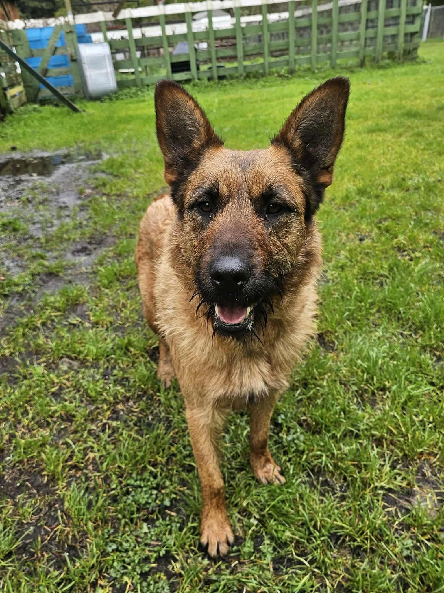Natasha, a ADOPTABLE mixed breed in Battle Ground, WA image 3/3