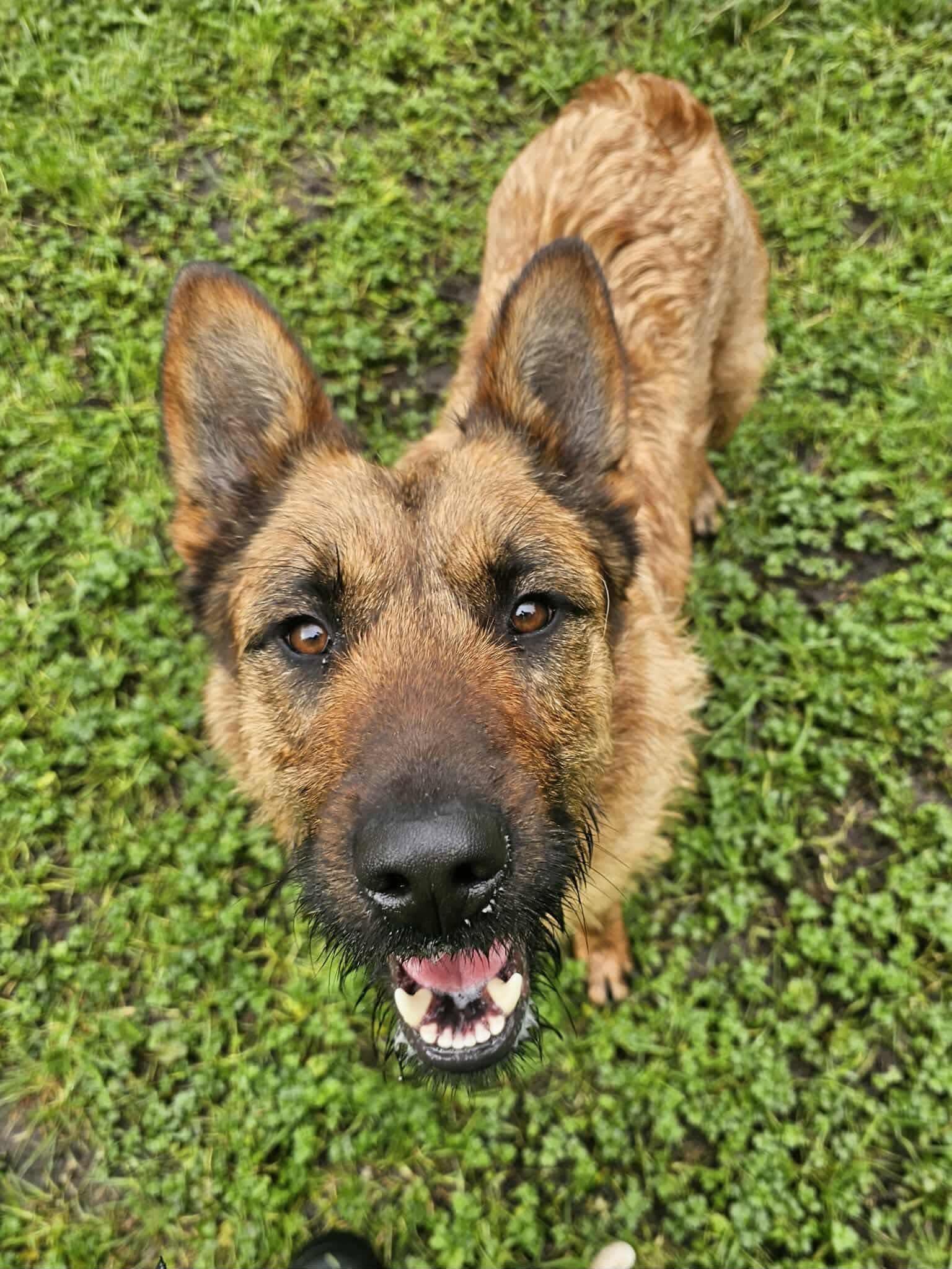 Natasha, ADOPTABLE, Young Female Bouvier des Flandres.
