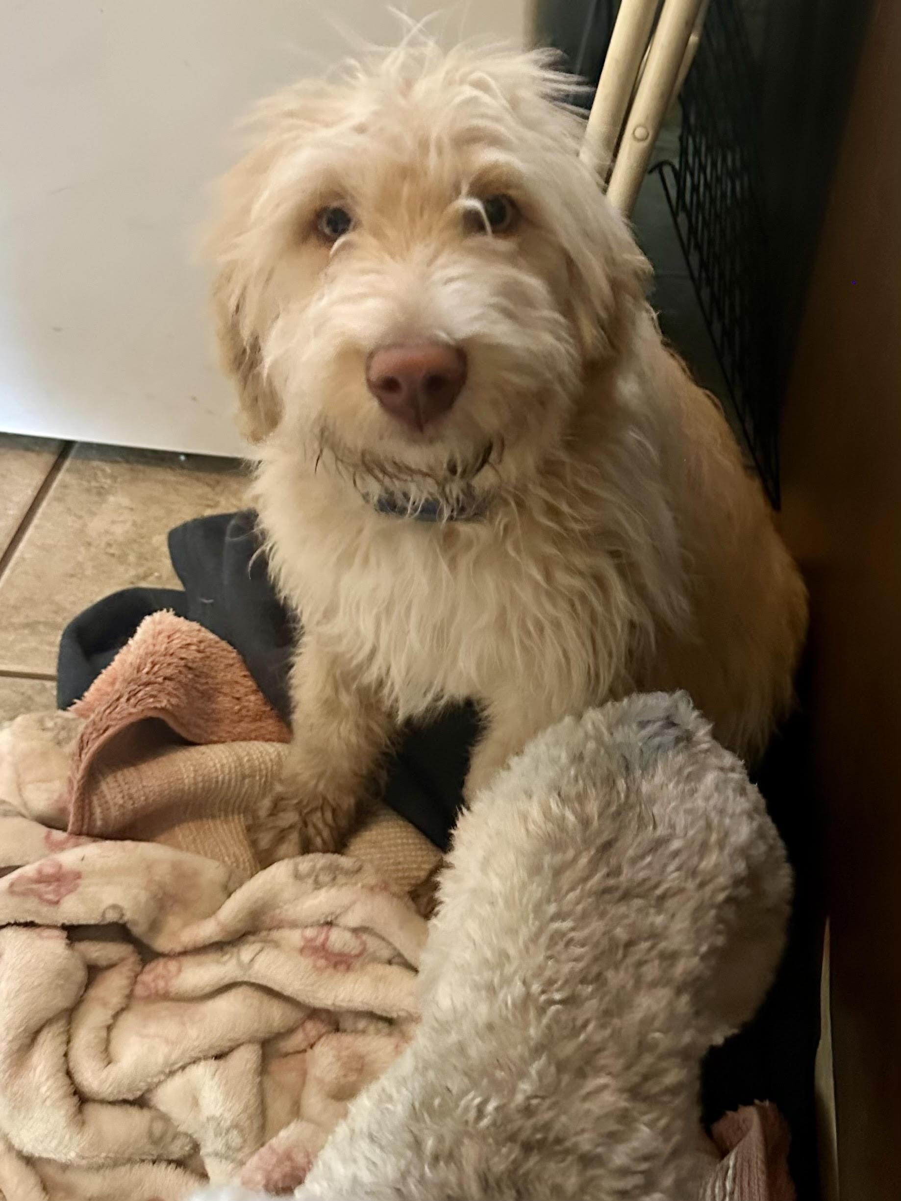 Enlarge Hank, an adopted Goldendoodle in Huntington Beach, CA image 2/5