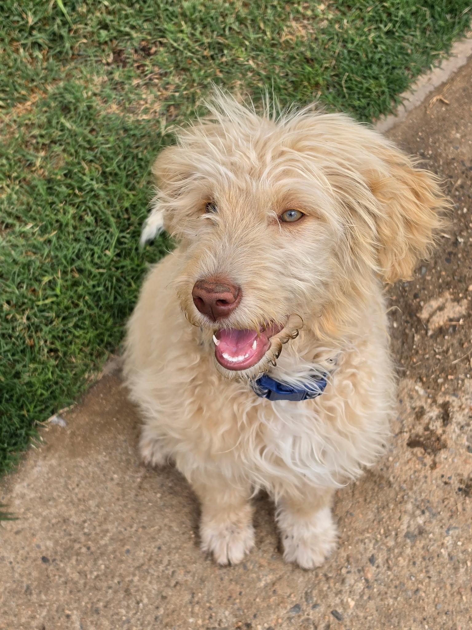 Enlarge Hank, an adopted Goldendoodle in Huntington Beach, CA image 3/5