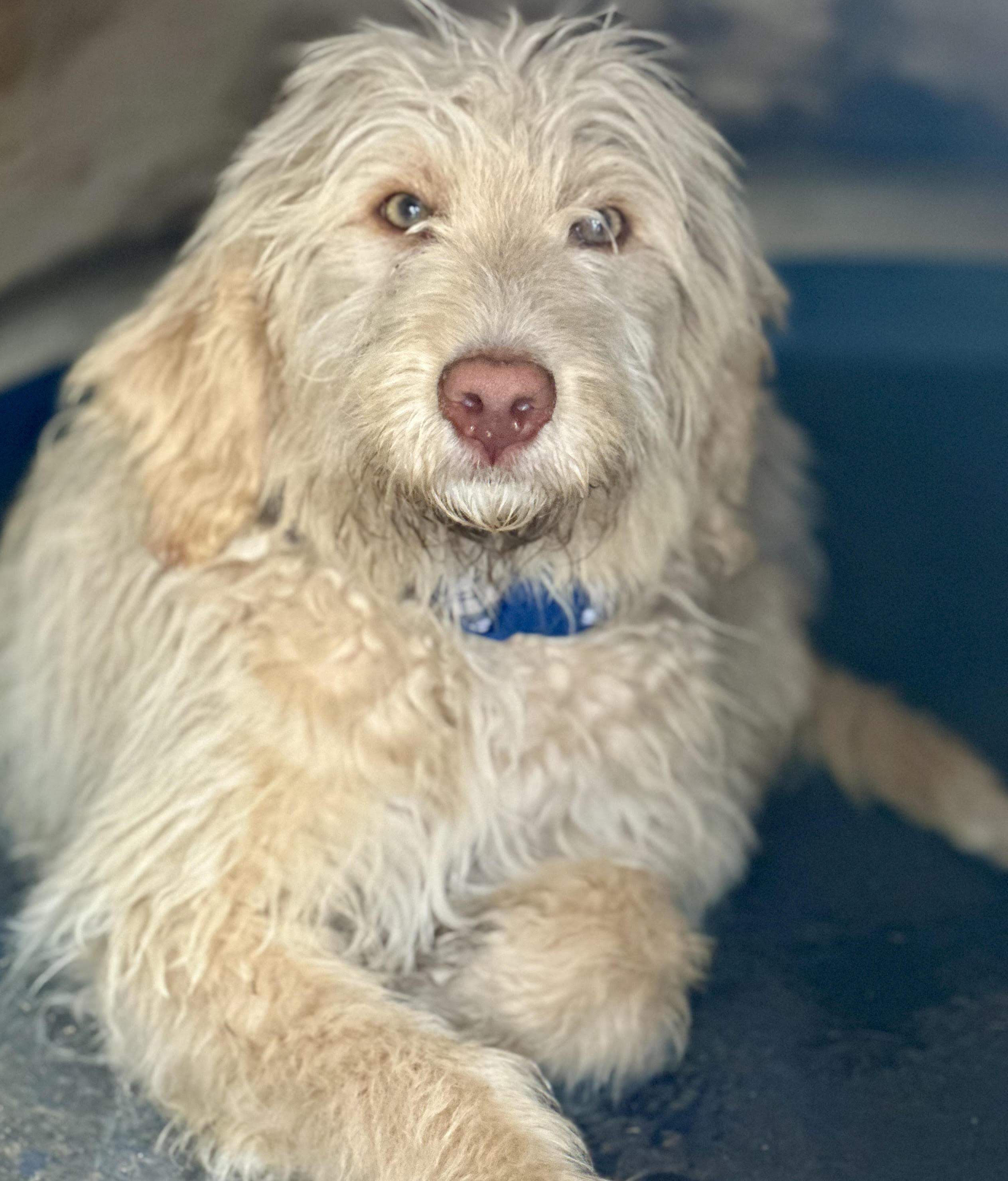 Enlarge Hank, an adopted Goldendoodle in Huntington Beach, CA image 1/5