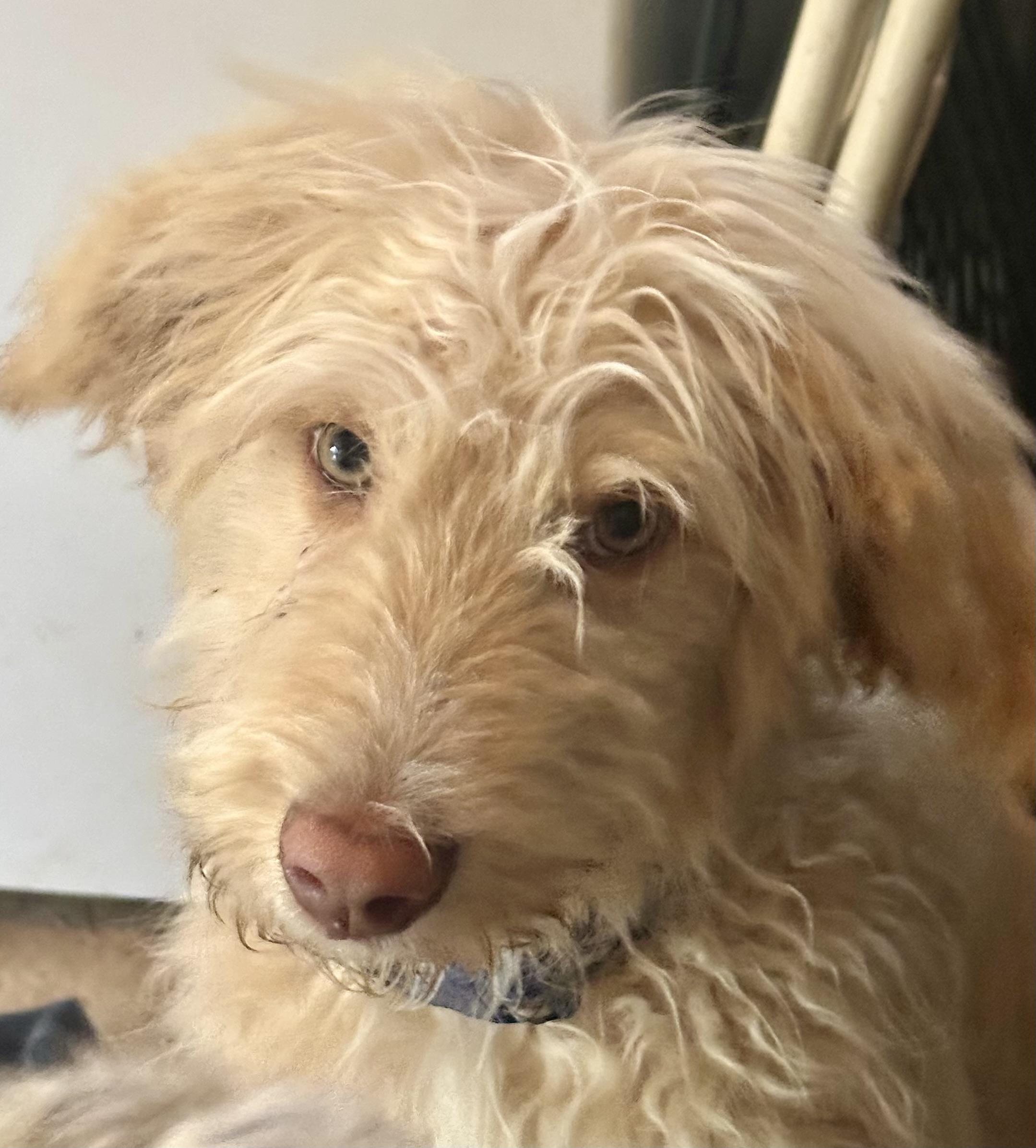 Enlarge Hank, an adopted Goldendoodle in Huntington Beach, CA image 5/5