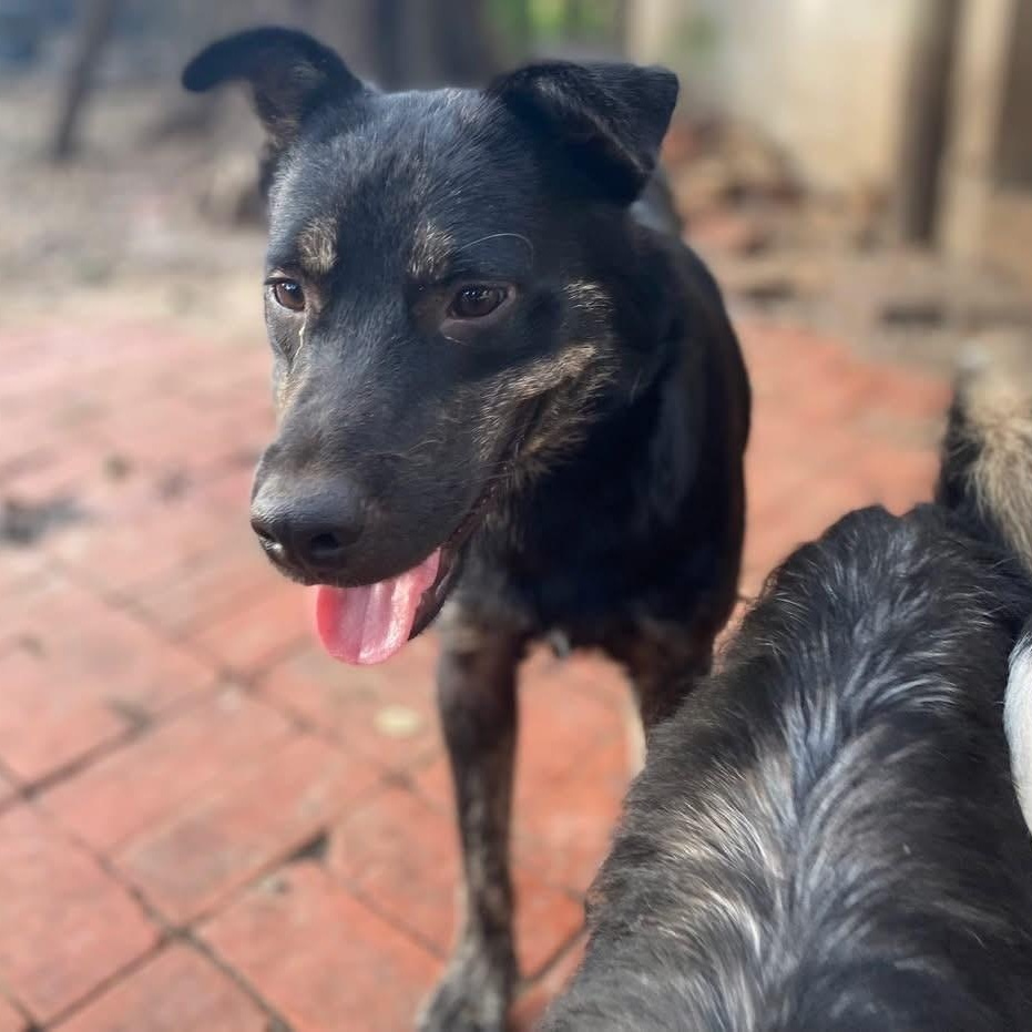 Graham the Dumpster Dog PC