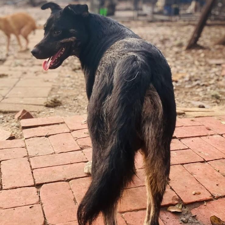 Graham the Dumpster Dog PC