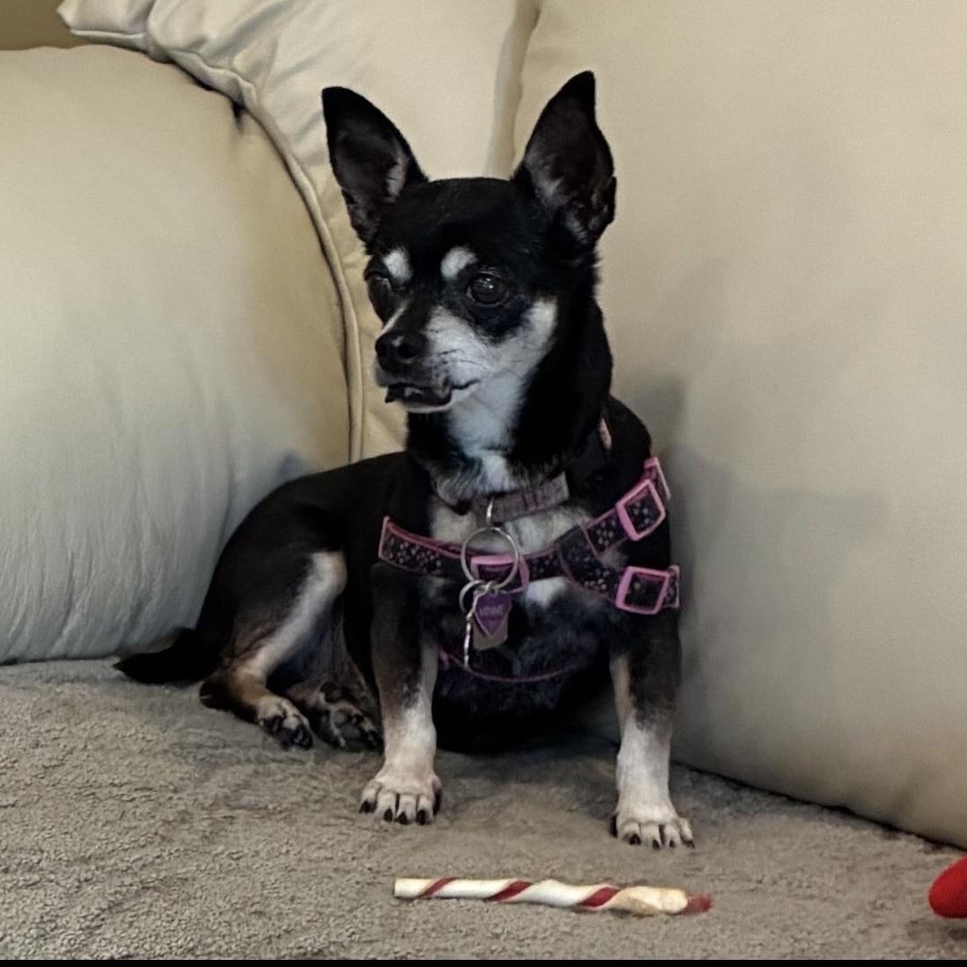 Enlarge Minnie, a ADOPTABLE Miniature Pinscher in Boca Raton, FL image 3/6