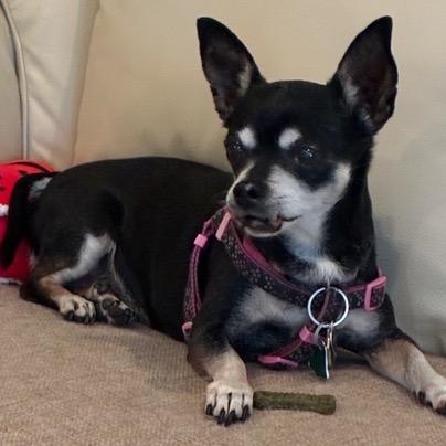 Enlarge Minnie, a ADOPTABLE Miniature Pinscher in Boca Raton, FL image 2/6