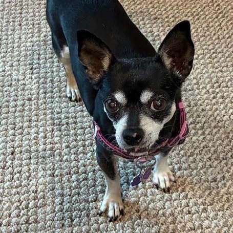 Enlarge Minnie, a ADOPTABLE Miniature Pinscher in Boca Raton, FL image 4/6