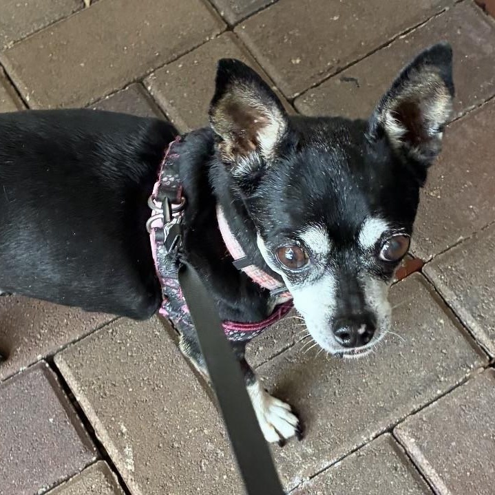 Enlarge Minnie, a ADOPTABLE Miniature Pinscher in Boca Raton, FL image 5/6