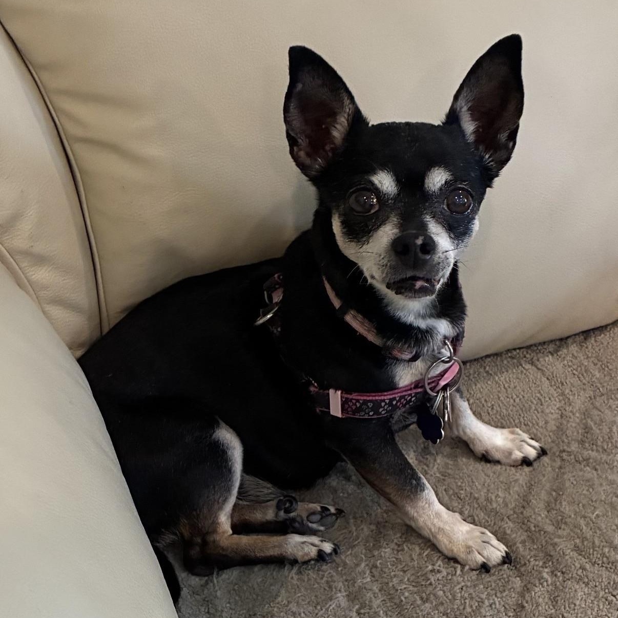 Minnie, ADOPTABLE, Senior Female Miniature Pinscher.