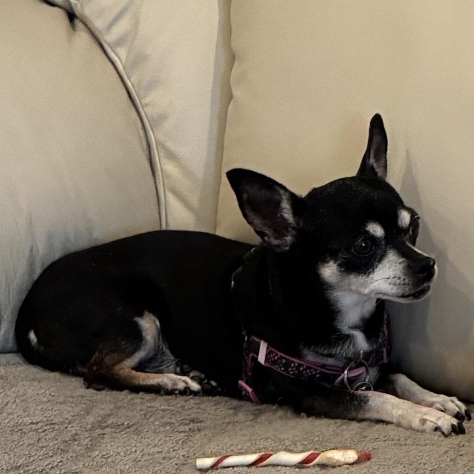 Enlarge Minnie, a ADOPTABLE Miniature Pinscher in Boca Raton, FL image 6/6