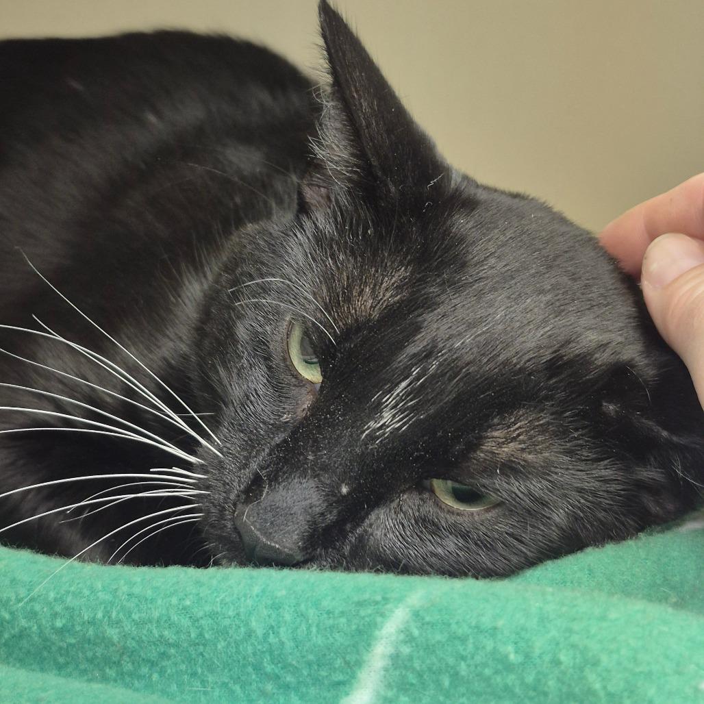 Jerry, Adoptable, Young Male Domestic Short Hair.