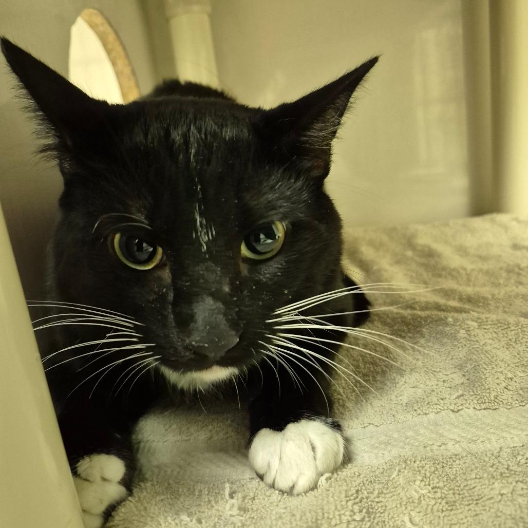 Enlarge Jerry, a Adoptable Domestic Short Hair in Drumheller, AB image 2/2