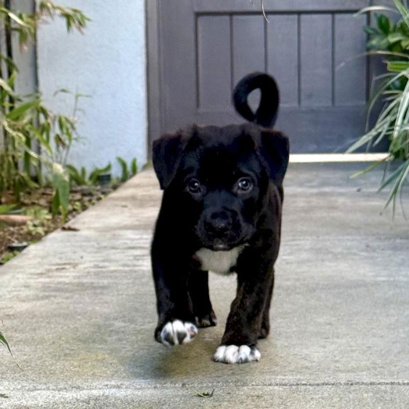 Charlie Brown, Adoptable, Puppy Male Labrador Retriever & Shepherd.