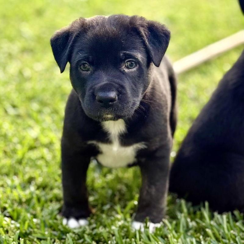 Charlie Brown, a Adoptable mixed breed in San Juan Capistrano, CA image 2/3