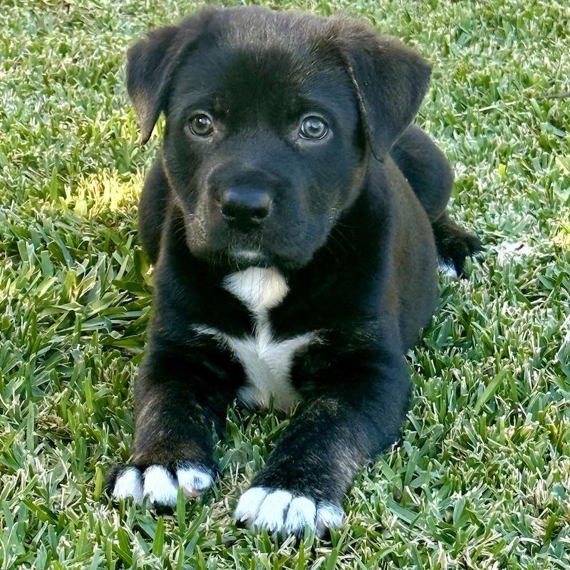 Charlie Brown, a Adoptable mixed breed in San Juan Capistrano, CA image 3/3