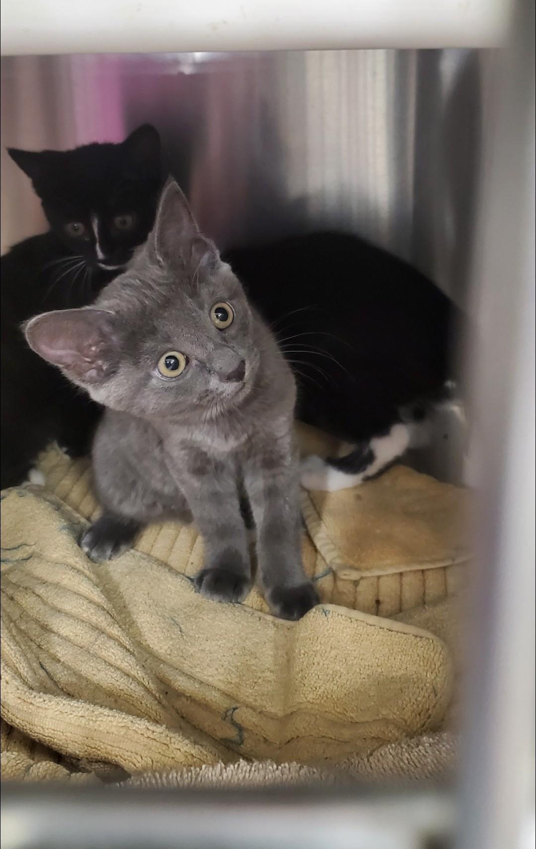 Ash, Adopted, Kitten Female Domestic Short Hair.
