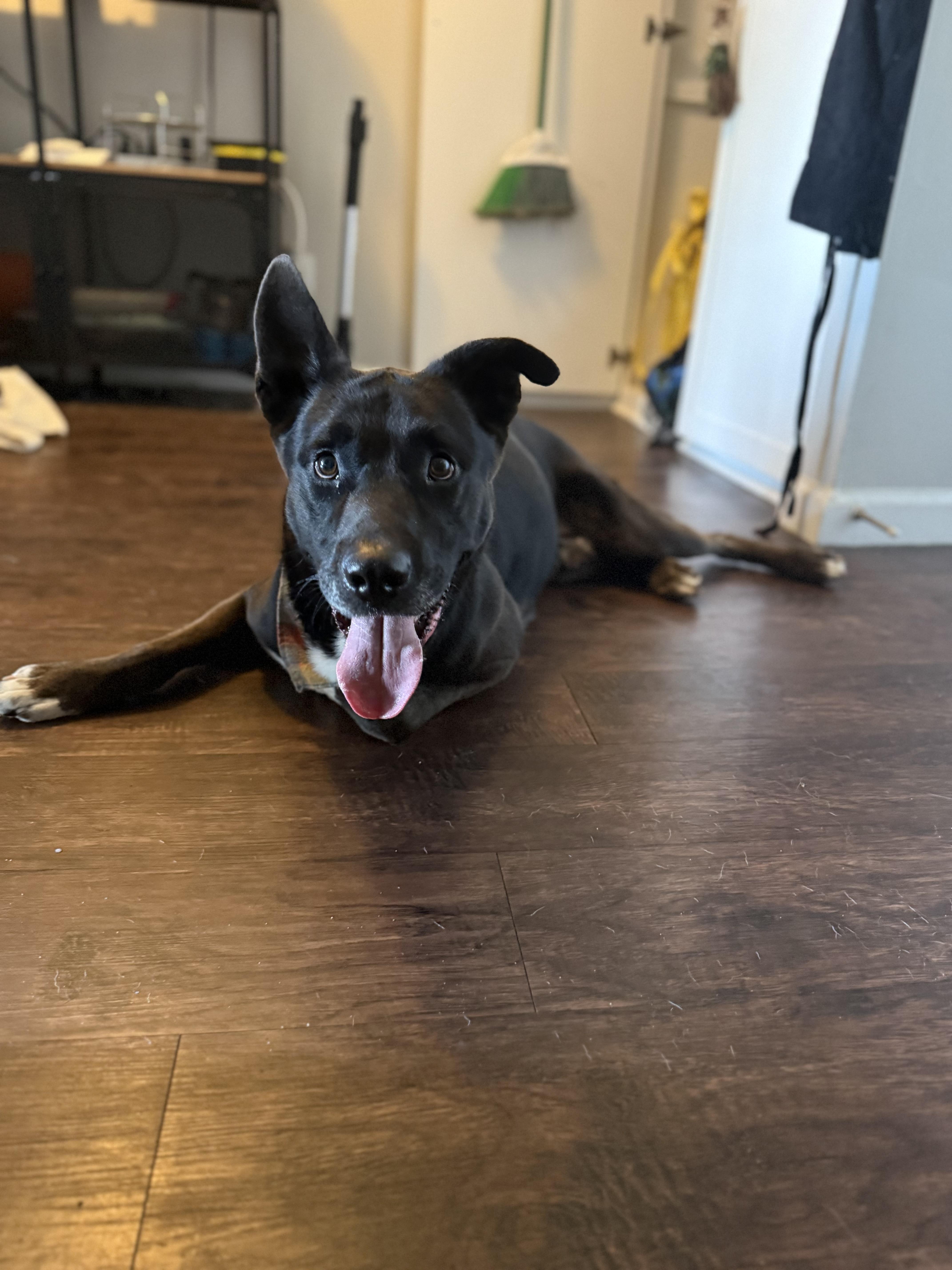 Finnley, Adoptable, Adult Male Shepherd.